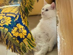 -平行世界·猫咖(首经贸店)
