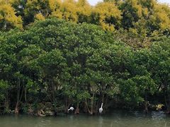 -大湾区中央湿地公园