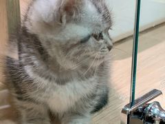 -BABIT巴比特宠物(MOMOPARK店)