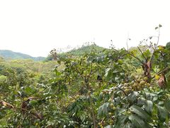 -雁南飞茶田景区