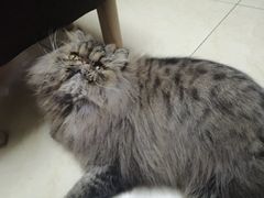 -伟伟宠物医院·CT影像中心·瑞派犬猫综合性门诊(汉口总院)
