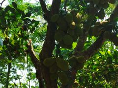 -中国科学院西双版纳热带植物园