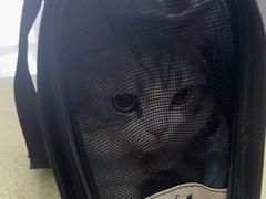 -天宠宠物医院24小时·急重症诊疗中心·全科·腔镜特色(和平分院)