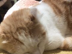 -猫和宫(六道口店)