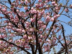 -高东镇樱花园