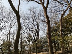 -上海佘山国家森林公园天马山园