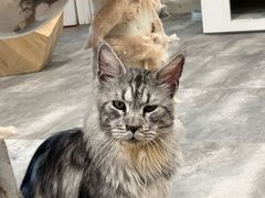 -楼上猫咖(罗湖店)