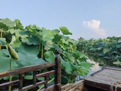 -池杉湖湿地公园