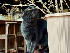 -MOKKA莫卡咖啡(大名路店)