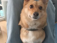 -天使宠物医院·犬猫分诊(彩虹店)