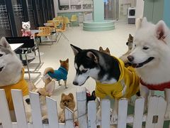 -怪兽屋·羊驼·猫咖·狗咖(俊华广场店)