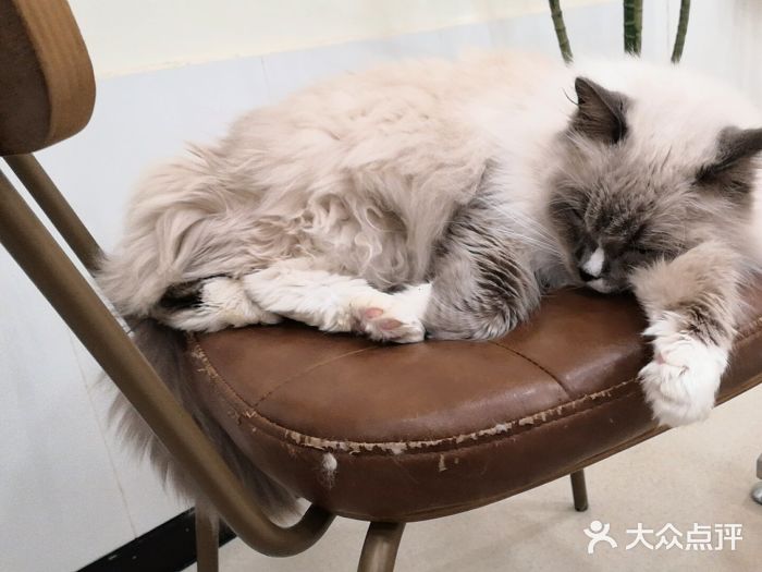 共舞时光猫咖·狗咖(新街口店)图片