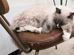 -共舞时光猫咖·狗咖(新街口店)