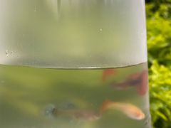 -清平路水族市场