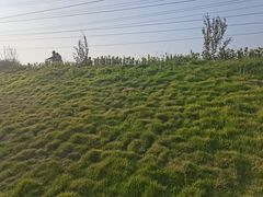 -王借岗森林公园