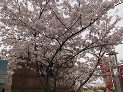 -高东镇樱花园