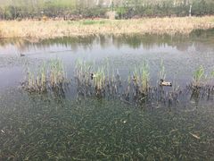 -前关湿地公园