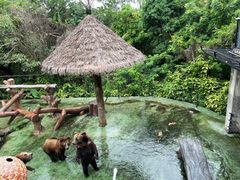 -深圳野生动物园