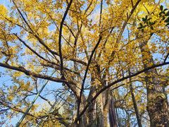 -西湖风景区十里琅珰-五云山