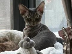 -山宅一喵德文卷毛猫舍