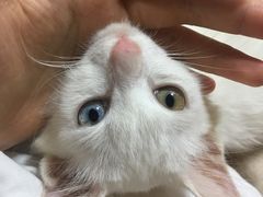 -爱诺耐芙动物医院(万博店)