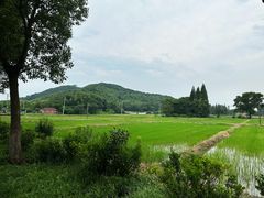 -上海佘山国家森林公园天马山园