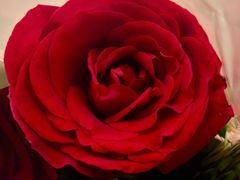 -上海和平饭店华懋阁 Cathay Room