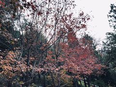 -香山公园