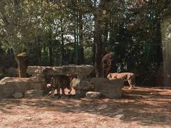 -上海野生动物园老虎餐厅