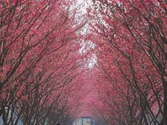 -合肥滨湖国家森林公园