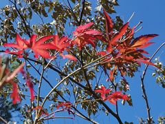 -广州白江湖森林公园