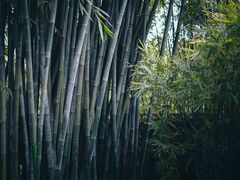 -望江楼公园