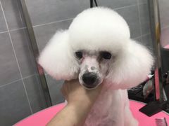 -宠福鑫康馨动物医院·骨科·眼科
