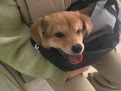 -天宠宠物医院24小时·急重症诊疗中心·全科·腔镜特色(和平分院)