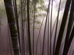 iphone_upload_pic-东天目山风景区