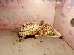 -上海大自然野生昆虫馆(东方明珠·爬宠昆虫探索中心)
