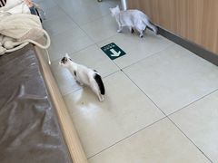 -宠福鑫康馨动物医院·骨科·眼科