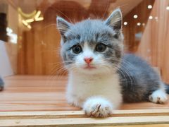 -钦宠·猫咪售卖·洗护·寄养(东圃旗舰店)