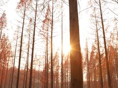 -黄海国家森林公园