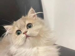 -猫十亿·布偶金渐层·曼基康矮脚猫舍(青年路店)