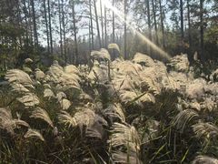 -黄海国家森林公园