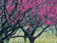 -梅花山(明孝陵内)