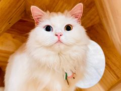 -楼上猫咖(罗湖店)