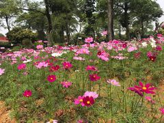 -松山湖梦幻百花洲