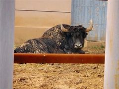 -青藏高原野生动物园