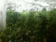 android_upload_pic-万源龙顺度假庄园生态观光园