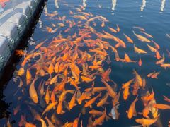 -绿城千岛湖喜来登度假酒店