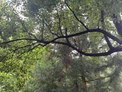 -天目山大树王景区