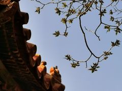 -故宫博物院(故宫)