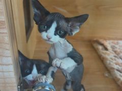 -山宅一喵德文卷毛猫舍